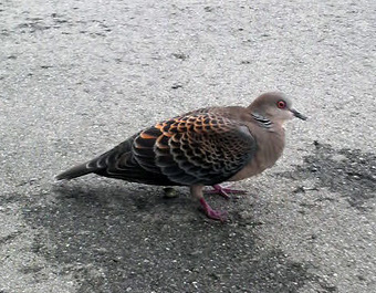 なんて鳥.jpg