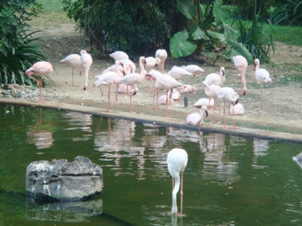 九龍公園フラミンゴ君.JPG