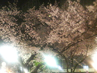 京都木屋町.jpg