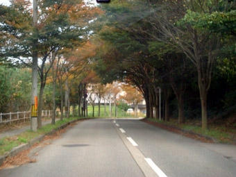 紅葉2.JPG