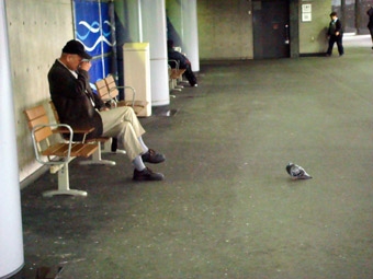 老人とハト.JPG