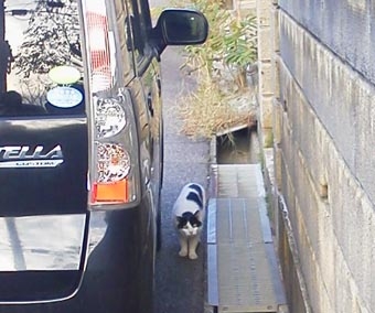 10.18ゴマ発見.JPG