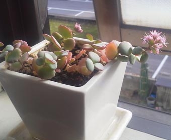 12.9今年の花.JPG