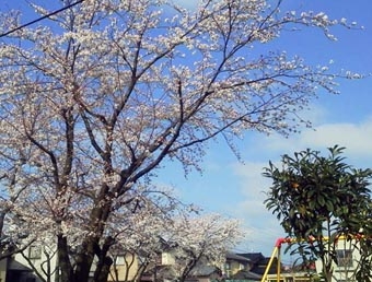4.12桜.JPG