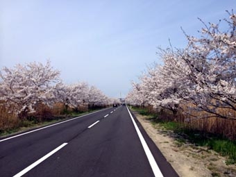 4.13桜ロード.JPG