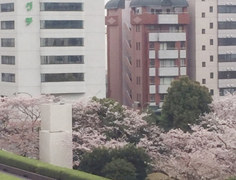 4.3金東京桜.jpg