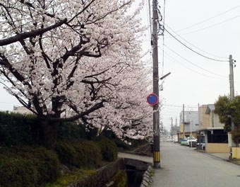 4.7桜2.JPG