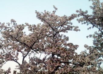 4_8どこかの桜.JPG
