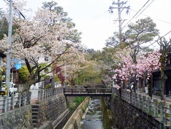 5.3桜も梅も.JPG